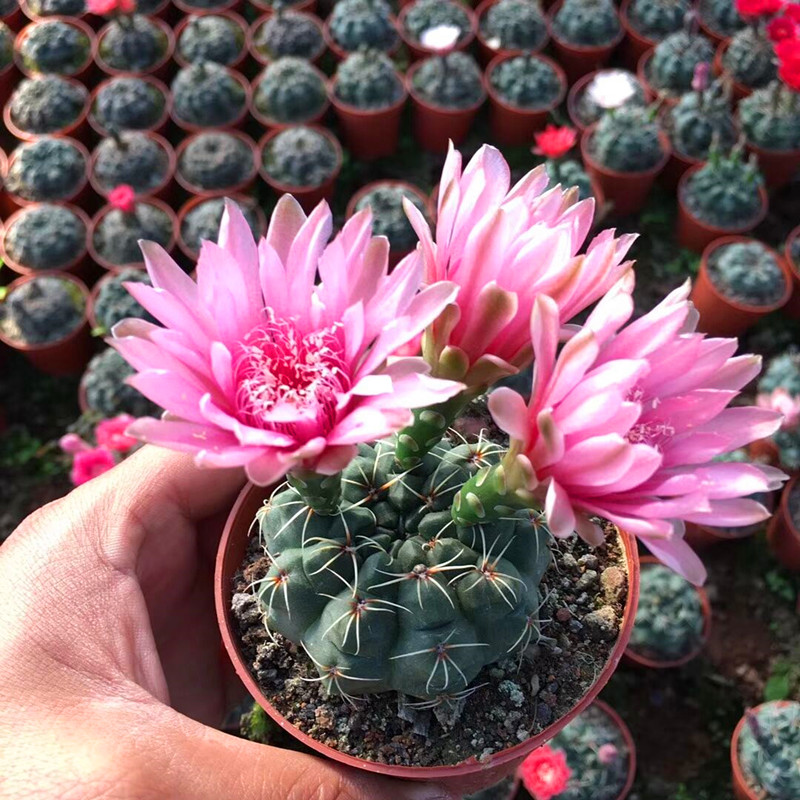 4种盆栽花有开花机器之称,4大仙人球