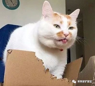 猫咪喜欢吃垃圾吃纸巾,猫咪异食癖撕咬纸箱