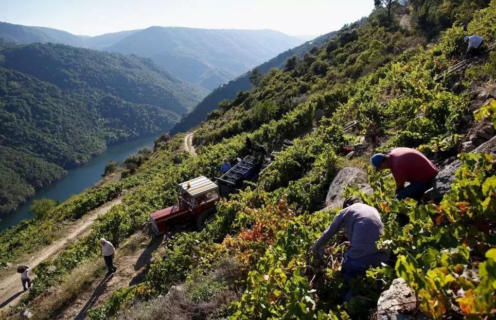 真正的红酒是怎么酿造的,喝了这么多年酒
