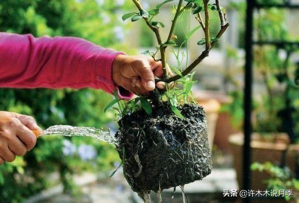 网购月季黄叶嫩芽枯萎怎么处理,网购的月季小苗黄叶了怎么栽种