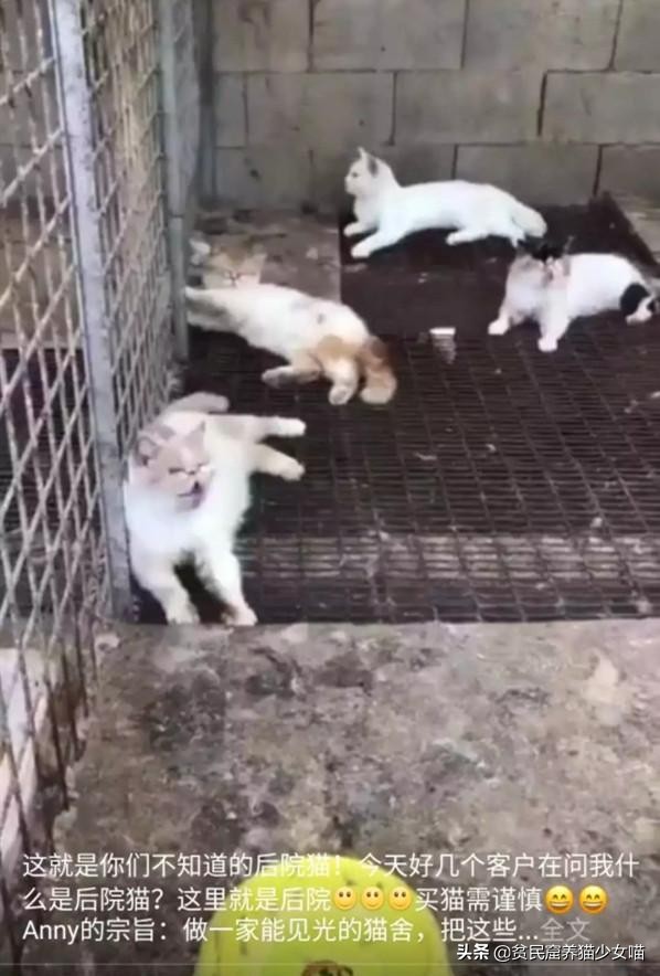 黑心商家曝光猫贩子,猫贩子骗局