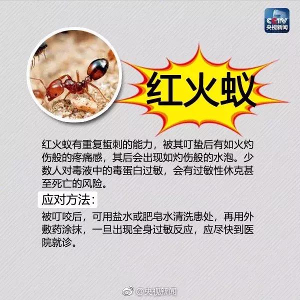 广西红火蚁咬伤事件,红火蚁入侵防城港市