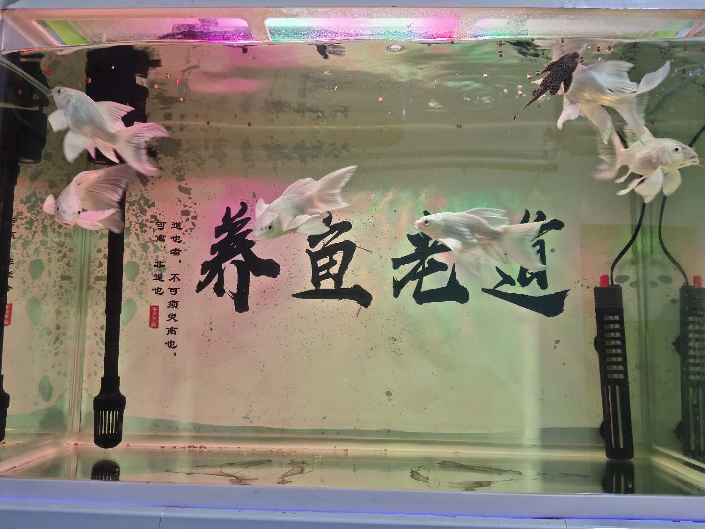 鱼缸养淡水鱼过滤系统,鱼缸里面没有过滤系统怎么养鱼