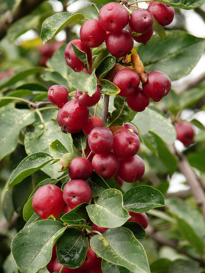 百种果子简介,百种果实图片