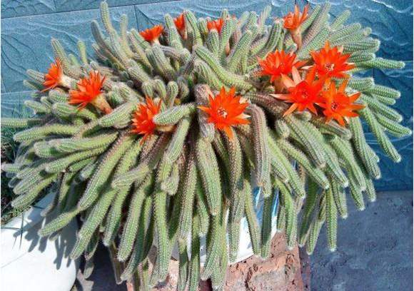 植物都有哪些奇妙之处,植物的奇特现象有哪些