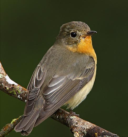 东江揽胜,惠州淡水常见鸟类图谱