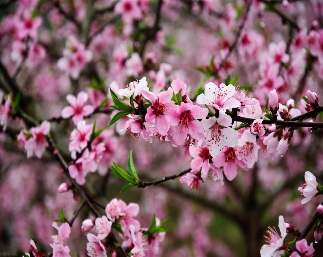 桃花盆栽种植视频小技巧,观赏桃花的养殖方法和关注事项