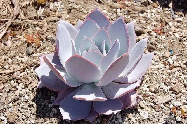 谈一谈多肉植物中的“三仙”，你了解吗