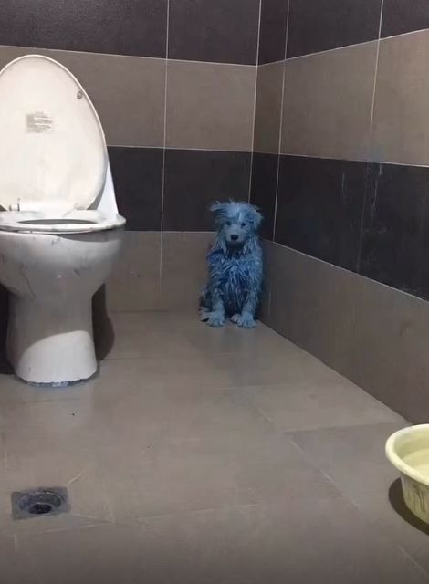 养宠物的本质是让人有优越感,每天养一种宠物的感觉是什么感觉