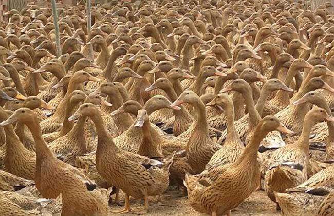 影响产蛋率的因素,蛋鸭产蛋期怎样控料
