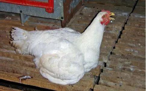 ms最新进展,ms防控的最好方案