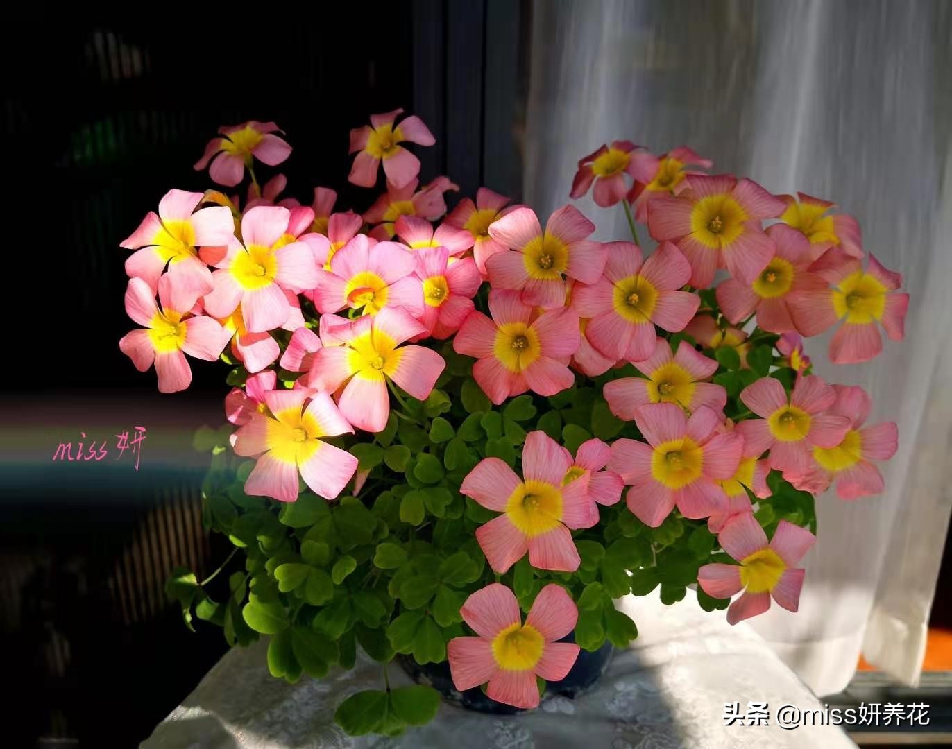 酢浆草种球品种图鉴大全,酢浆草种球品种图鉴