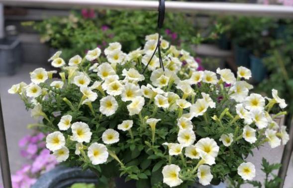 扦插矮牵牛怎么让它爆盆,矮牵牛秋天扦插苗来年还会开花吗