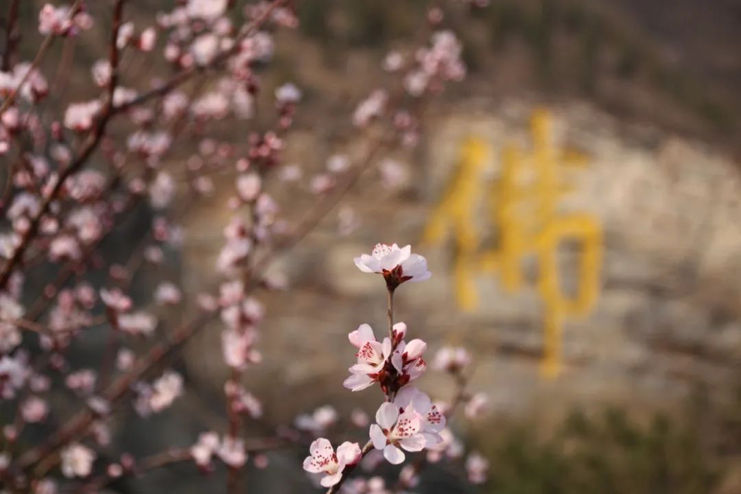 北京4月踏青的地方丰台区有哪些,丰台踏青好去处