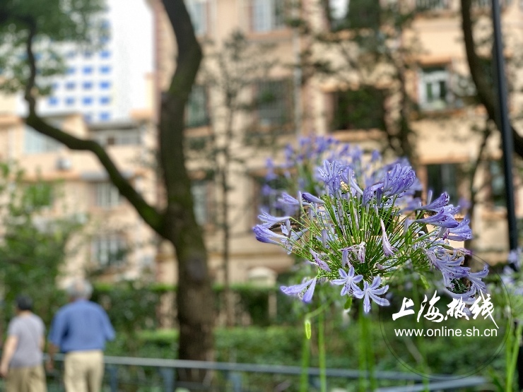 魔都100：藏在静安市中心最袖珍的公园重温老上海的儿时记忆