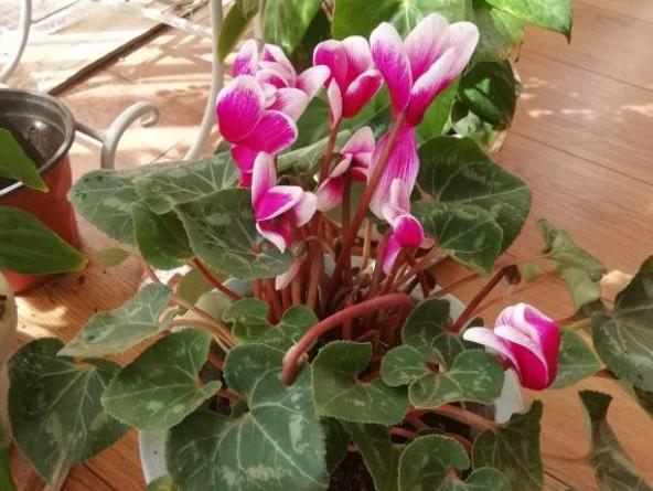 仙客来黄叶的原因怎么解决,仙客来花黄叶怎么补救最快