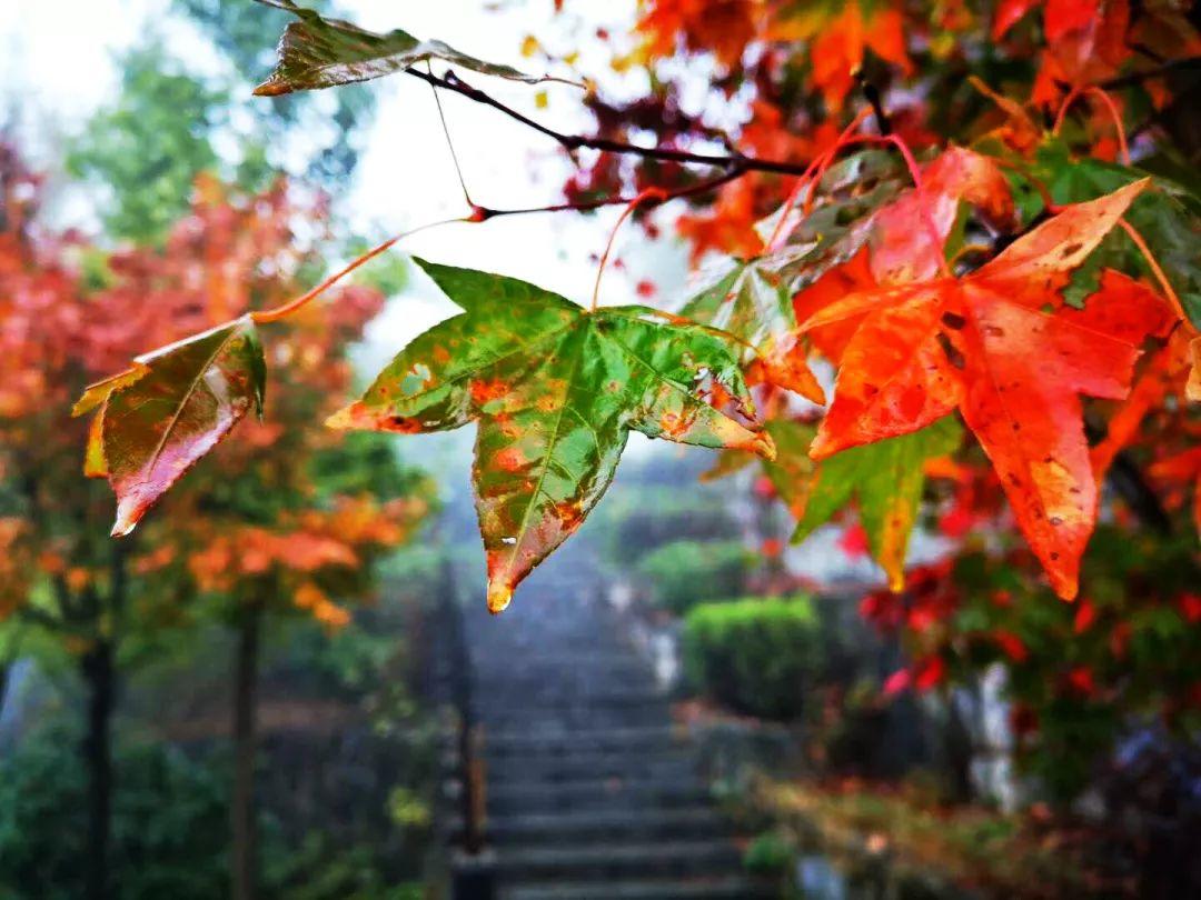 清凉寨丨“枫”景尚好，年会火热预定中！