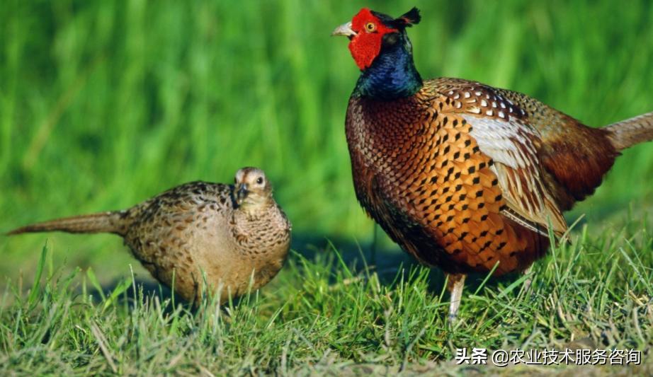 山鸡养殖存在问题,山鸡散养问题