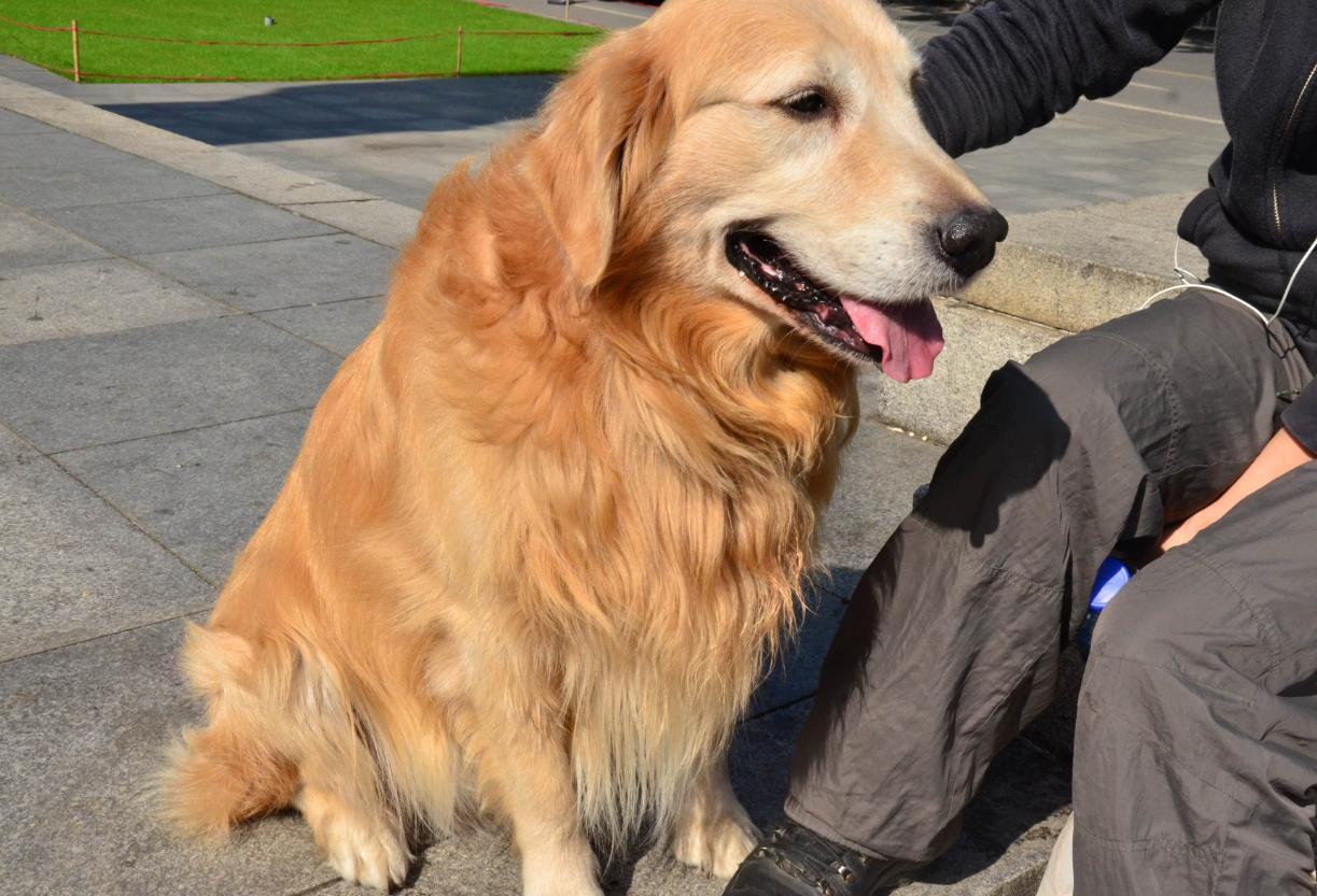 金毛啃骨头啃到一半被拿走,金毛啃骨头的时候