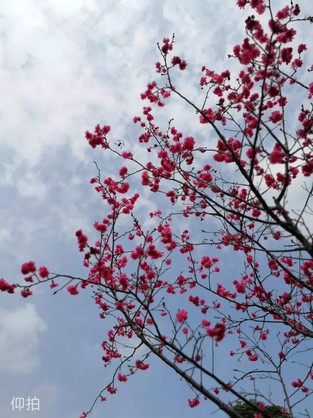 大叔拍照片怎么拍出高级感,大叔怎么拍出高级感视频