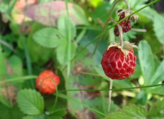 各种蔬菜水果祖先的样子,各种蔬菜祖先