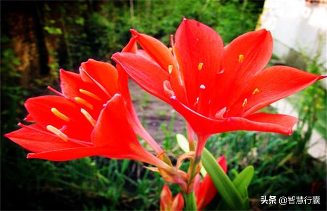 家里装饰空气清新,装饰家里又净化空气
