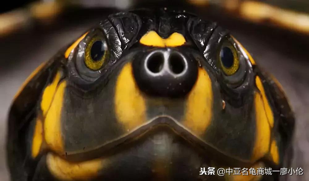 白眼病龟的克星,三线闭壳龟白眼病