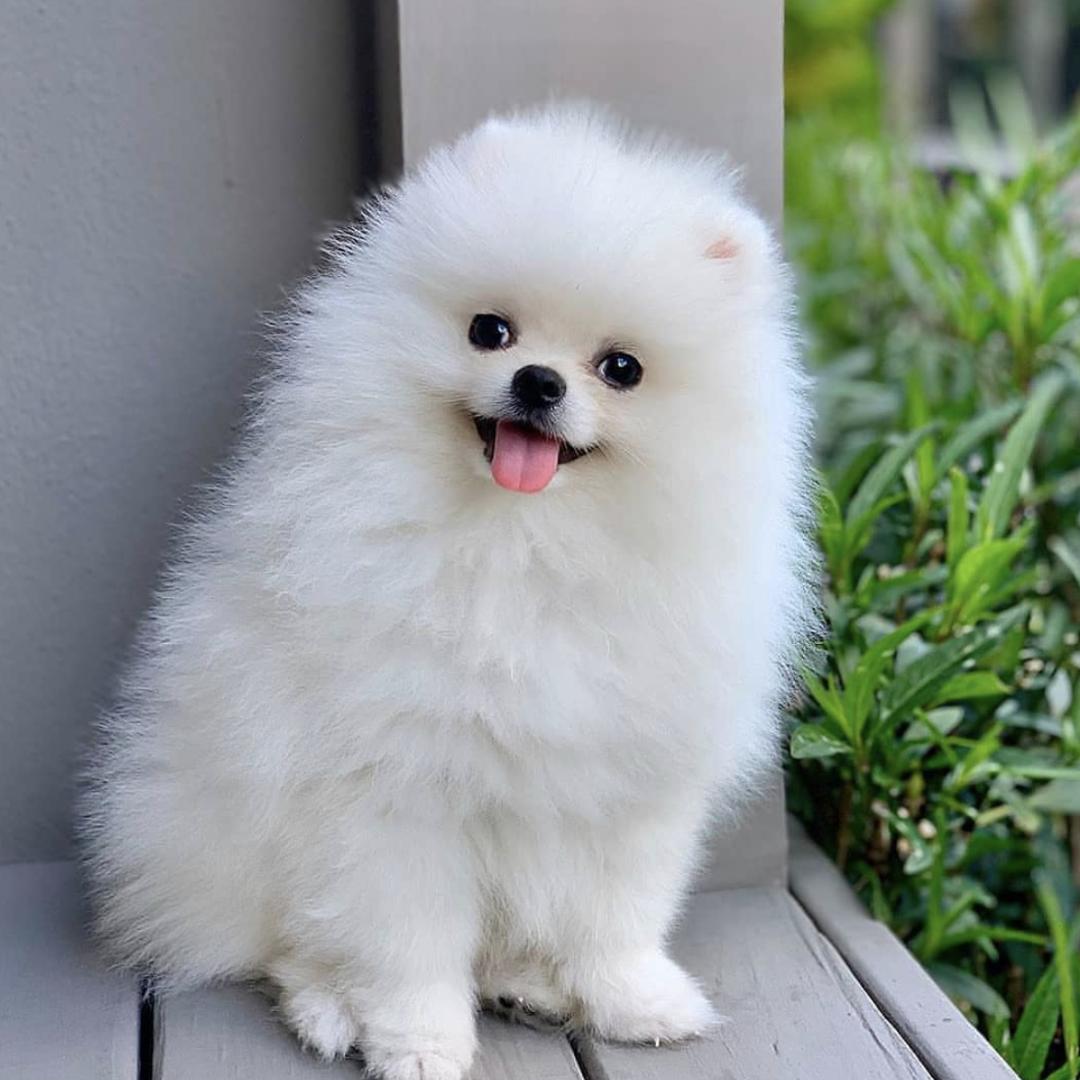惹人喜爱的萌犬,萌犬