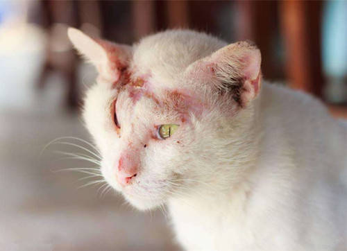 猫咪绝育以后总是挠头,猫一直挠出血是猫癣吗