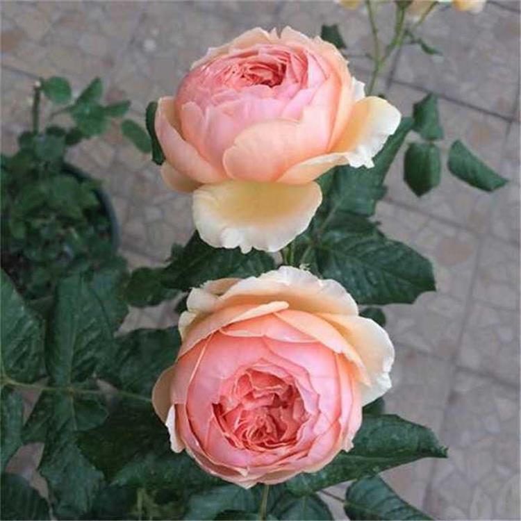 月季水浇多了烂根怎么补救,月季闷根和肥害