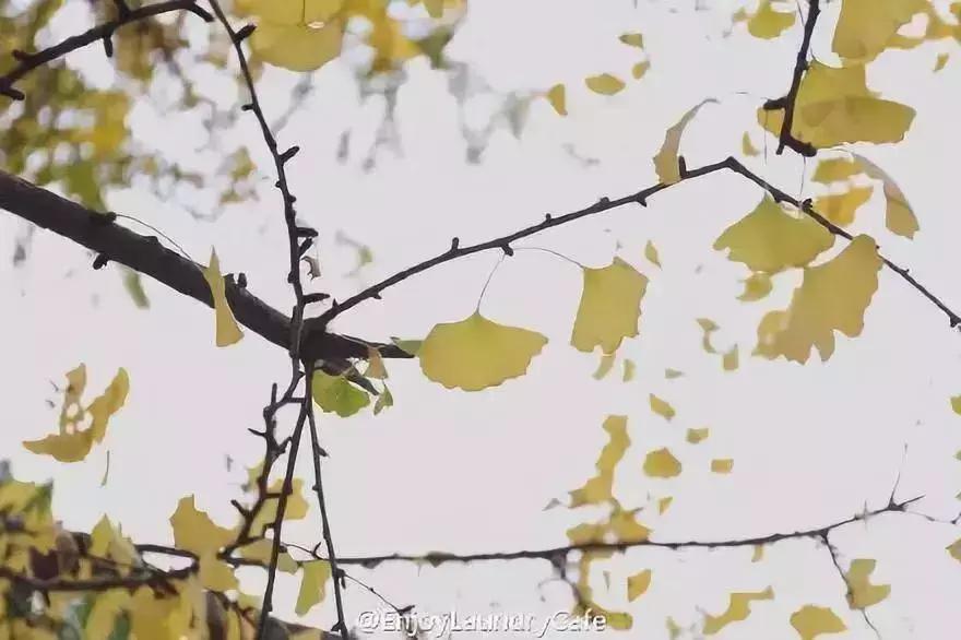 武侯银杏,武侯看银杏最好的地方