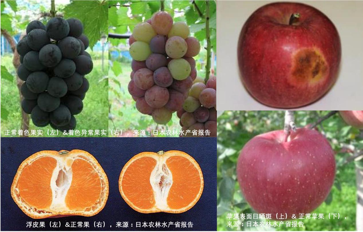 30年后可能吃不到巧克力,三十年后吃不到巧克力了