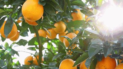 全国橙子产地在哪,中国橙子产地