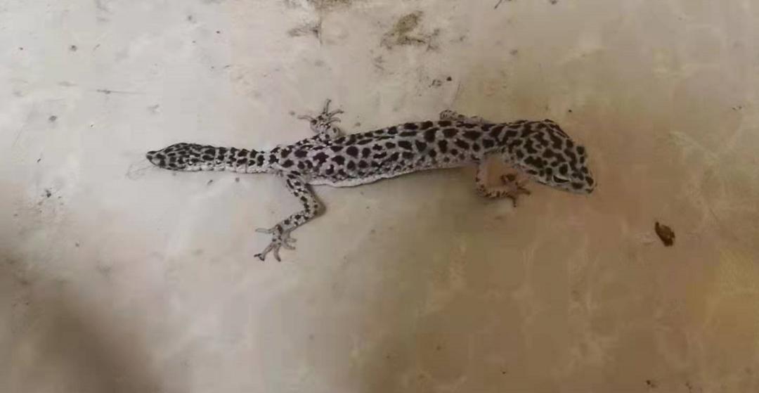 这种会吃蟑螂的小可爱，真的不考虑养一只嘛？