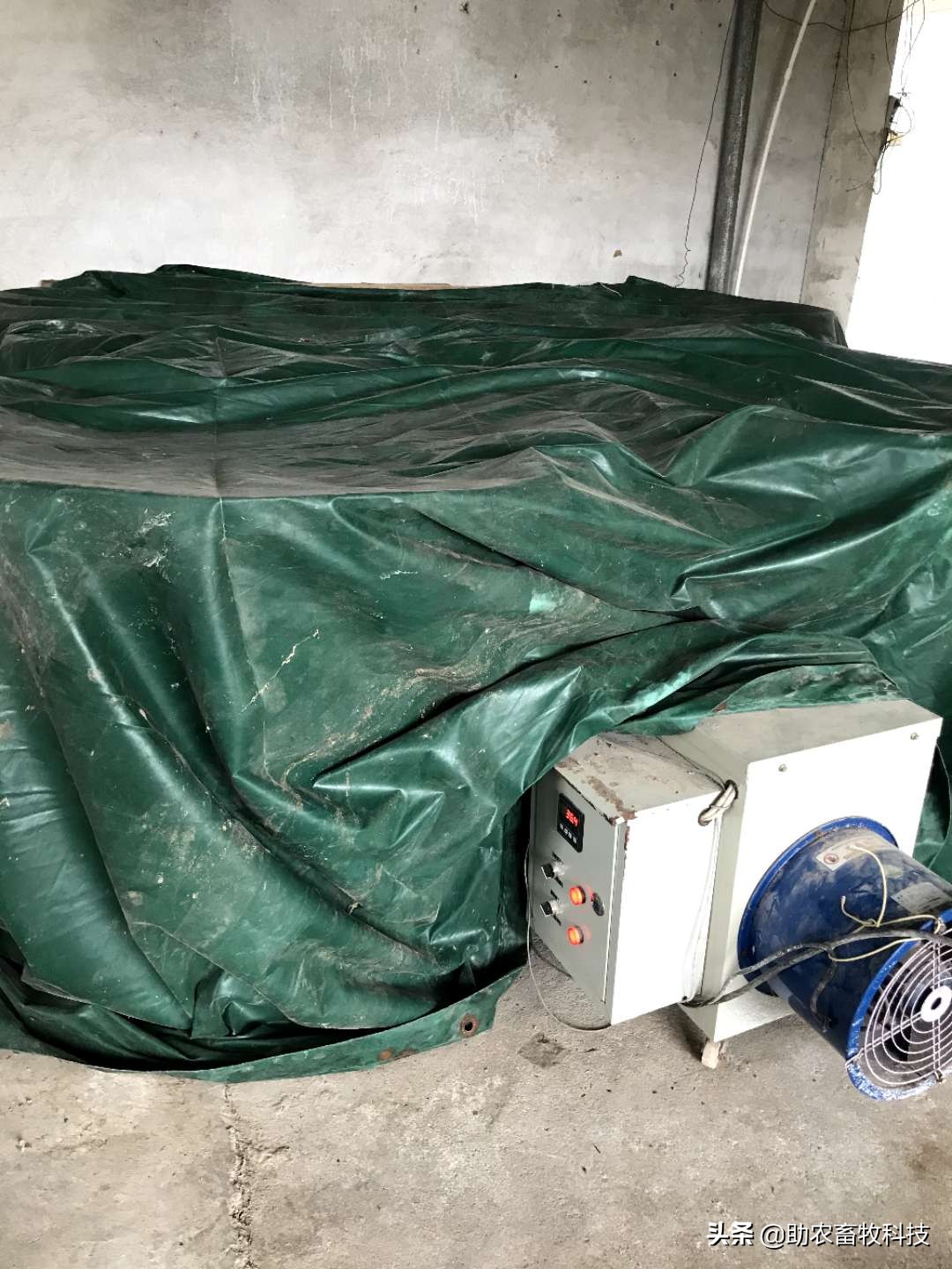 100头母猪养殖视频大全,中草药养母猪技术