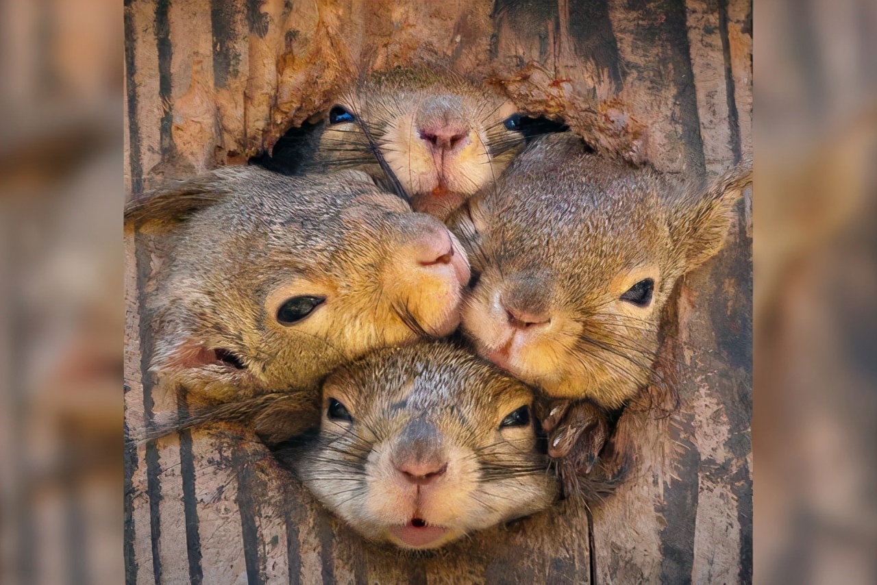 松鼠过冬的食物被偷走了怎么办？它真的会选择自杀吗？