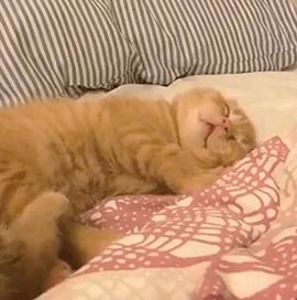 公猫可以有多个乳房吗,公猫也长乳房吗