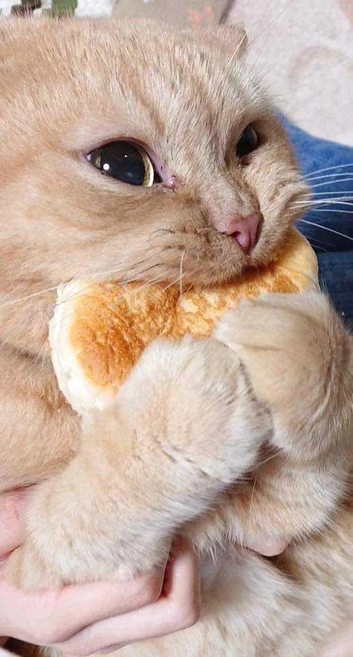 猫猫得了猫瘟该如何治疗