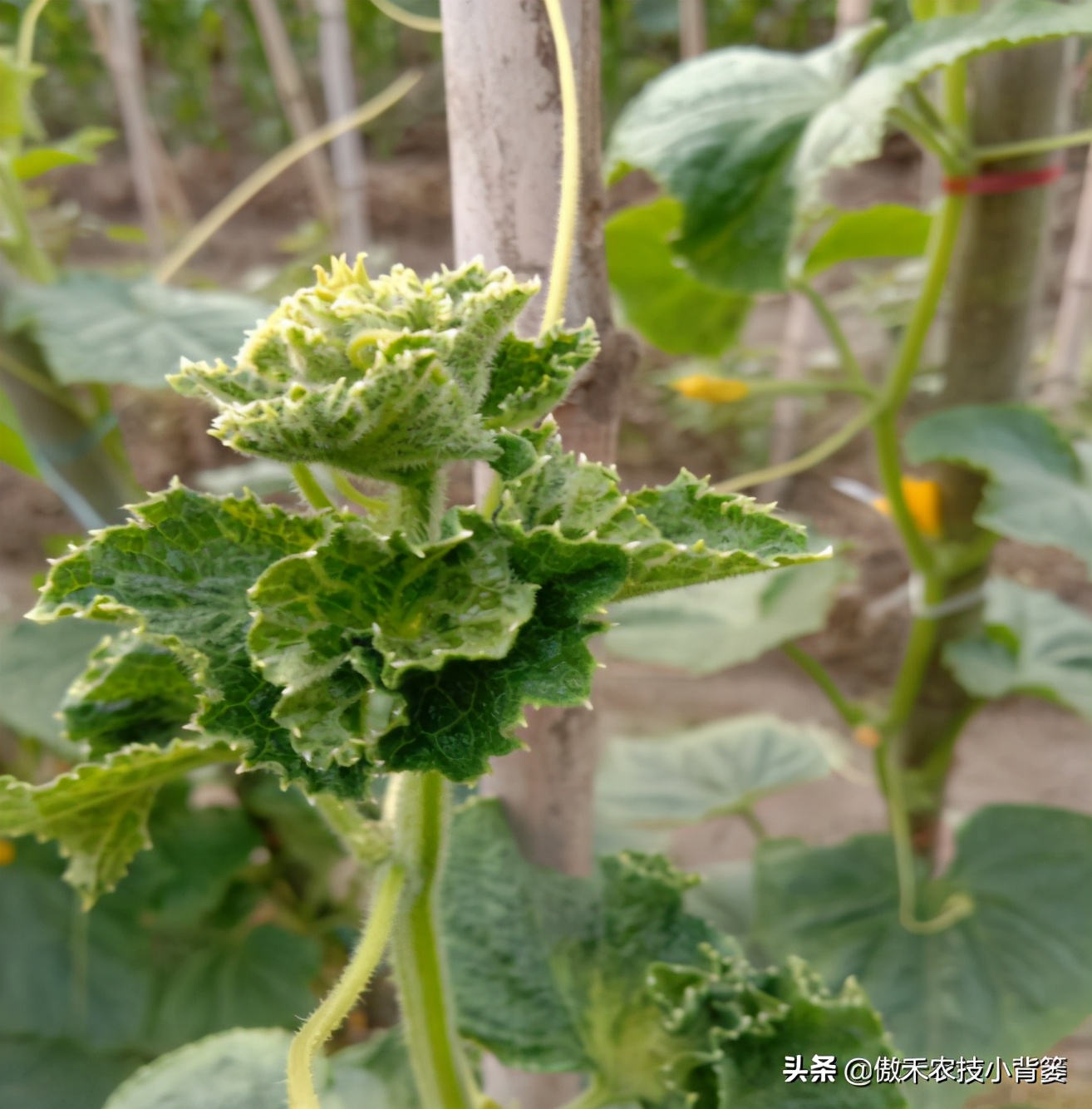 黄瓜还没结就花打顶了怎么办,黄瓜出现花打顶的原因和防治措施