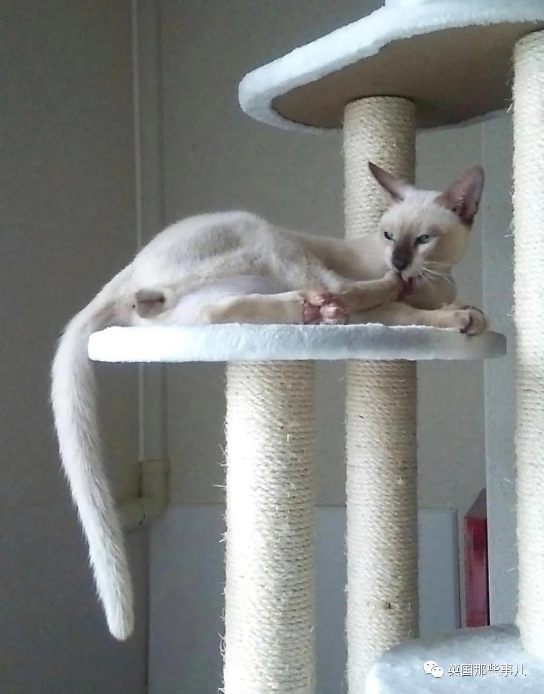 养暹罗猫会得什么病吗,养暹罗猫就像开盲盒