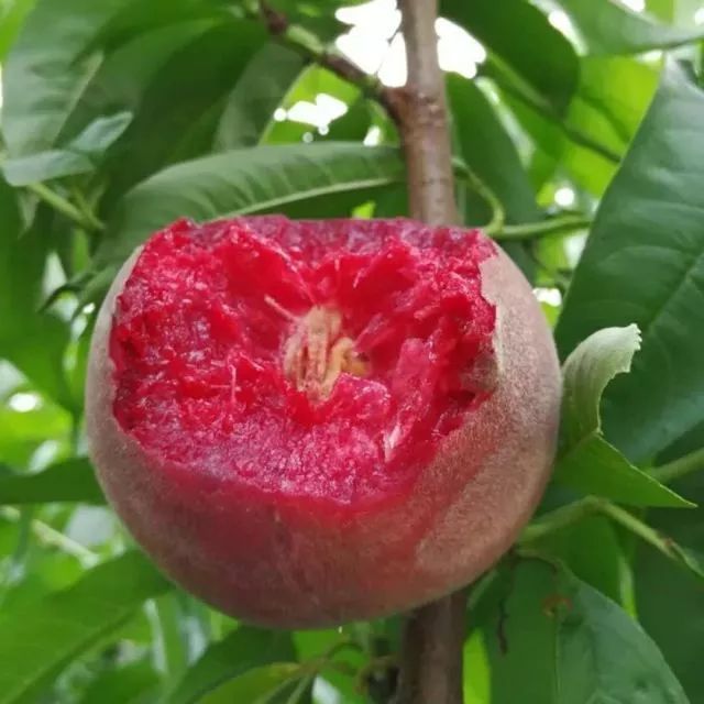 桃子含有花青素么,最好吃的新品种桃子