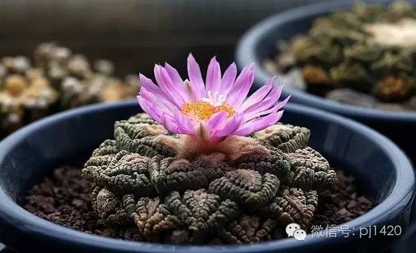 从根部怎么判断牡丹的年龄,富贵的牡丹长什么样