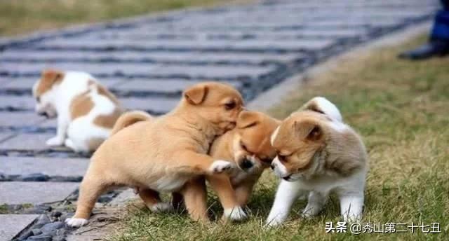 哪种狗狗体味不重适合在家养,狗狗的体味如何解决小技巧告诉你