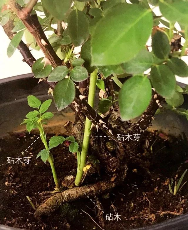 玫瑰爆芽初期怎么爆更多芽,玫瑰爆根的方法