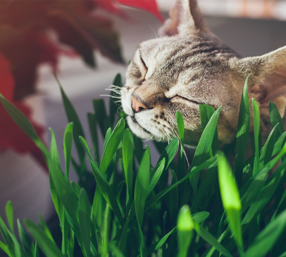 猫咪肚子里的毛球怎么去除,猫咪肚子有毛球怎么处理