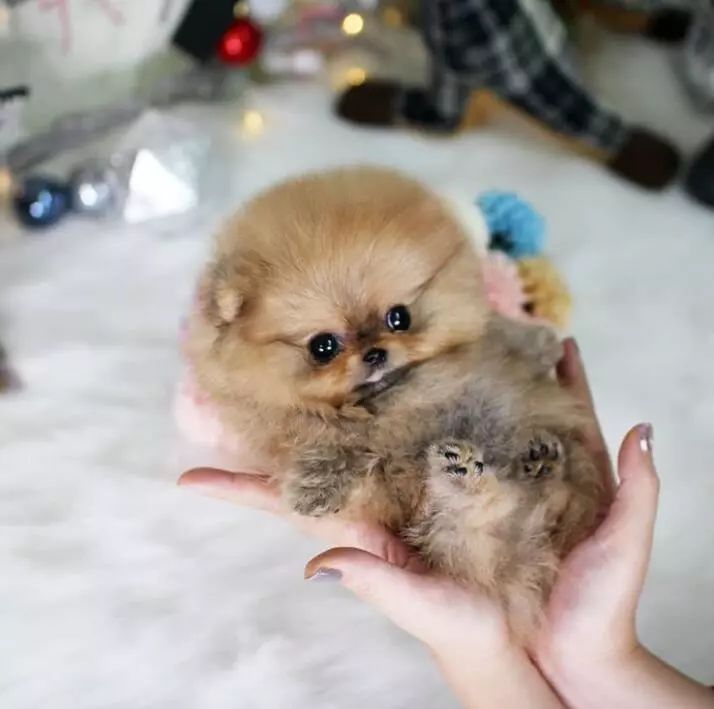 博美不想养了怎么办,博美要怎么教才听话