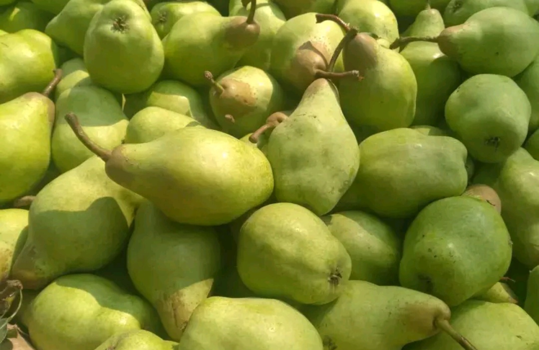 口感酸甜绵软的梨是什么梨,又香又糯的梨