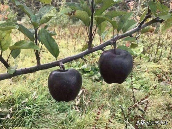 黑卡苹果树种植,黑卡苹果树北方好养吗