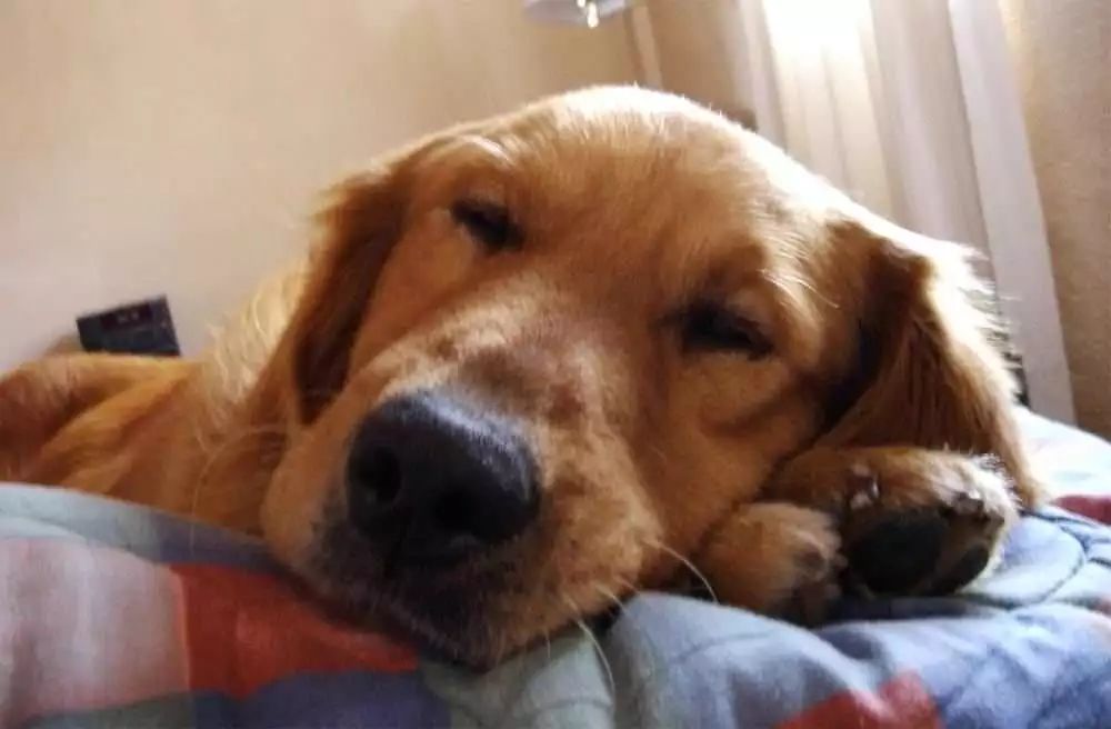 狗狗怀孕的特征和关注事项，你知道吗？