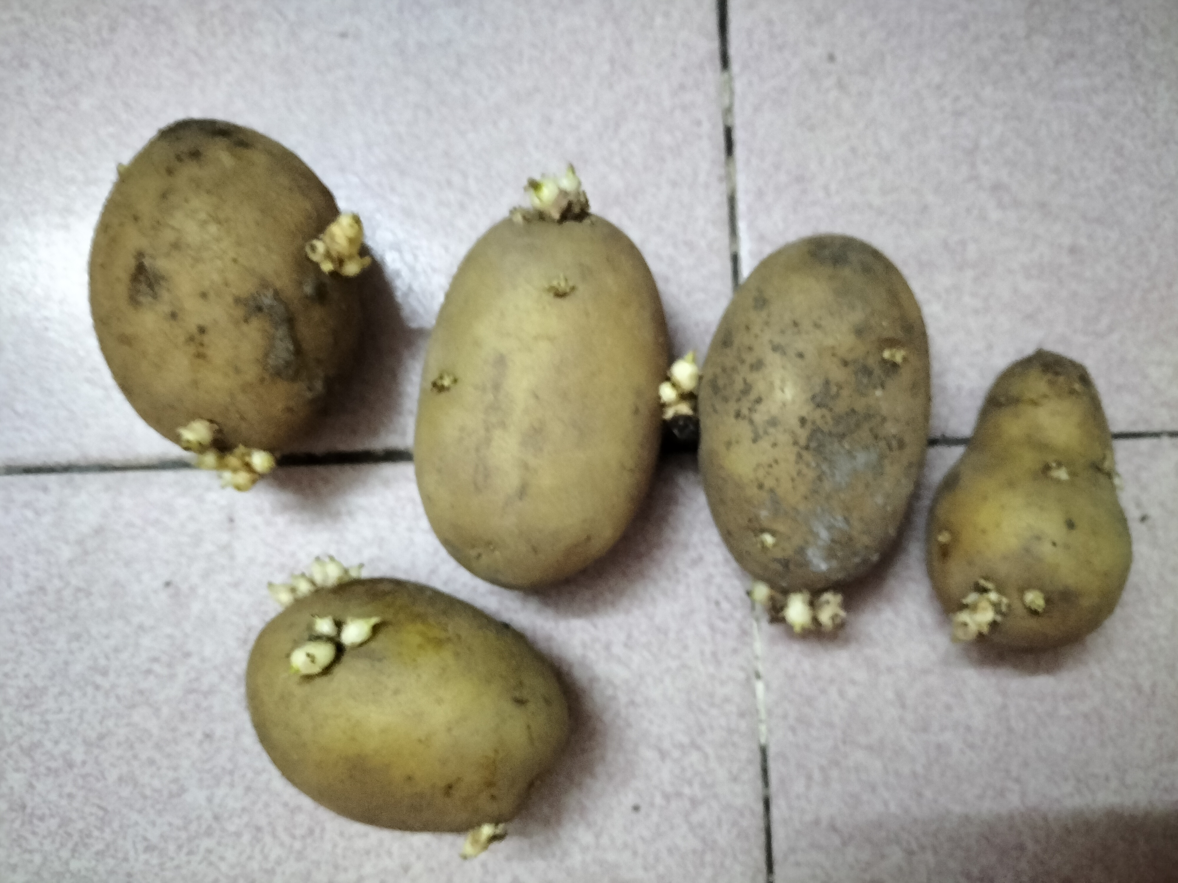 发霉土豆可以吃吗,晒干发霉的鱼干洗洗能给猫吃吗